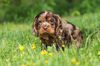 Blair, a female Cocker Spaniel for sale in Baltic, OH – 3 of 7