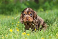 Blair, a female Cocker Spaniel for sale in Baltic, OH – 6 of 7