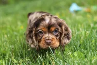 Blair, a female Cocker Spaniel for sale in Baltic, OH – 2 of 7