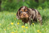Blair, a female Cocker Spaniel for sale in Baltic, OH – 5 of 7