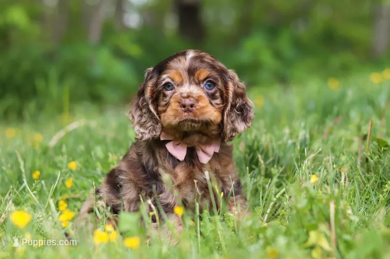 Blair – Cocker Spaniel puppy for sale in Baltic, OH