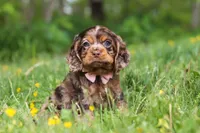 Blair, a female Cocker Spaniel for sale in Baltic, OH – 1 of 7