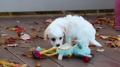 Lily, a female Cavachon for sale in Baltic, OH – 9 of 9