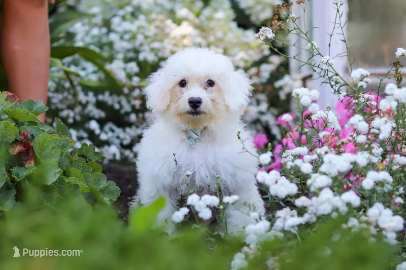 Oliver – Bichon Frise puppy for sale in Baltic, OH