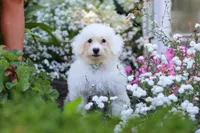 Oliver, a male Bichon Frise for sale in Baltic, OH – 1 of 6