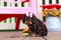 Callie, a female Cocker Spaniel for sale in Baltic, OH – 3 of 8