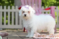 Mochi, a female Bichon Frise for sale in Baltic, OH – 8 of 9