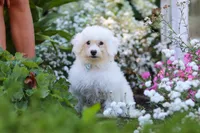 Oliver, a male Bichon Frise for sale in Baltic, OH – 2 of 6