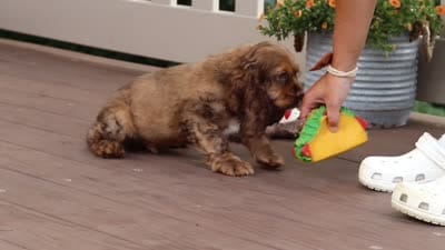 Milo, a male Cocker Spaniel for sale in Baltic, OH – 8 of 8
