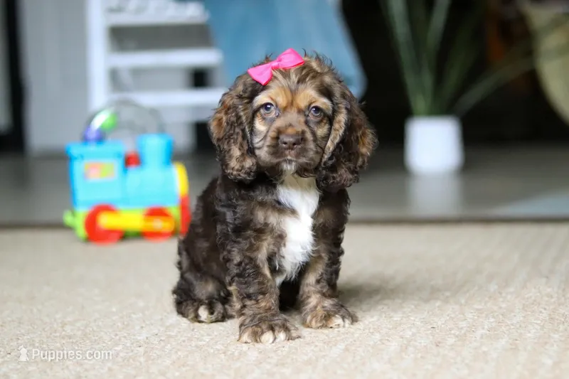 Bella – Cocker Spaniel puppy for sale in Baltic, OH