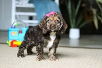 Bella, a female Cocker Spaniel for sale in Baltic, OH – Photo 3 of 7