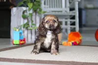 Bella, a female Cocker Spaniel for sale in Baltic, OH – 4 of 4