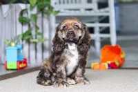 Bella, a female Cocker Spaniel for sale in Baltic, OH – 2 of 4