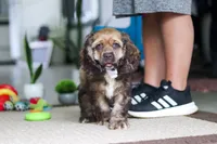 Bella, a female Cocker Spaniel for sale in Baltic, OH – 3 of 4