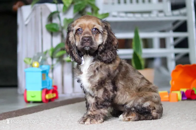 Bella – Cocker Spaniel puppy for sale in Baltic, OH