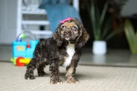 Bella, a female Cocker Spaniel for sale in Baltic, OH – Photo 4 of 7