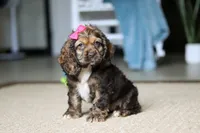 Bella, a female Cocker Spaniel for sale in Baltic, OH – Photo 7 of 7