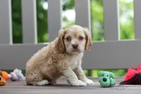 Theo, a male Cocker Spaniel for sale in Baltic, OH – 7 of 9