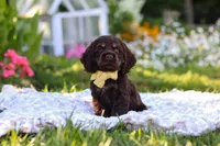 Archie, a male Cocker Spaniel for sale in Baltic, OH – 8 of 9