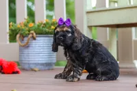 Lila, a female Cocker Spaniel for sale in Baltic, OH – 4 of 7