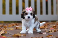 Bella, a female Cavachon for sale in Baltic, OH – 8 of 9