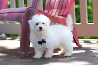 Echo, a male Bichon Frise for sale in Baltic, OH – 7 of 8