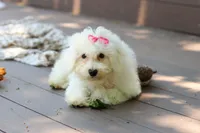 Sunny, a female Bichon Frise for sale in Baltic, OH – 3 of 7