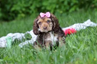 Bella, a female Cocker Spaniel for sale in Baltic, OH – 2 of 5