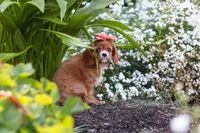 Minnie, a female Cavalier King Charles Spaniel for sale in Baltic, OH – 2 of 9