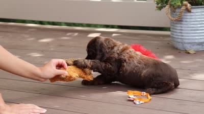 Asher, a male Cocker Spaniel for sale in Baltic, OH – 9 of 9