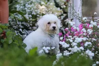 Oliver, a male Bichon Frise for sale in Baltic, OH – 5 of 6