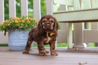 Nash, a male Cocker Spaniel for sale in Baltic, OH – 5 of 6
