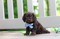 Charlie, a male Cocker Spaniel for sale in Baltic, OH – 6 of 9