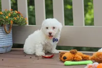 Frankie, a male Bichon Frise for sale in Baltic, OH – 4 of 6