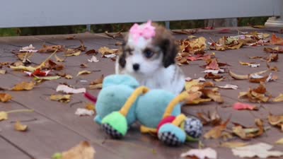 Bella, a female Cavachon for sale in Baltic, OH – 9 of 9