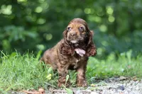 Sadie, a female Cocker Spaniel for sale in Baltic, OH – 5 of 6