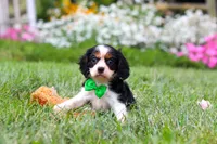 Cooper, a male Cavalier King Charles Spaniel for sale in Baltic, OH – 7 of 8