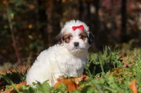 Holly, a female Shichon for sale in Baltic, OH – Photo 1 of 6