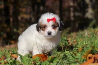 Holly, a female Shichon for sale in Baltic, OH – Photo 5 of 6