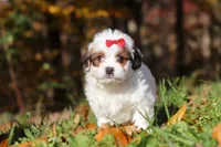 Holly, a female Shichon for sale in Baltic, OH – Photo 2 of 6
