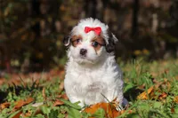 Holly, a female Shichon for sale in Baltic, OH – Photo 4 of 6