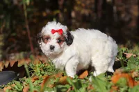 Holly, a female Shichon for sale in Baltic, OH – Photo 3 of 6