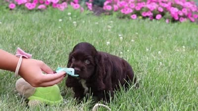 Leo, a male Cocker Spaniel for sale in Baltic, OH – 6 of 6