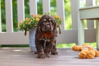 Mason, a male Cocker Spaniel for sale in Baltic, OH – 5 of 6