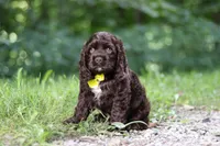 Leo, a male Cocker Spaniel for sale in Baltic, OH – 3 of 6