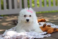 Sunny, a female Bichon Frise for sale in Baltic, OH – 7 of 7
