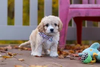 Cooper, a male Cavachon for sale in Baltic, OH – 1 of 6