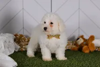 Charlie , a male Bichon Frise for sale in Baltic, OH – Photo 4 of 6