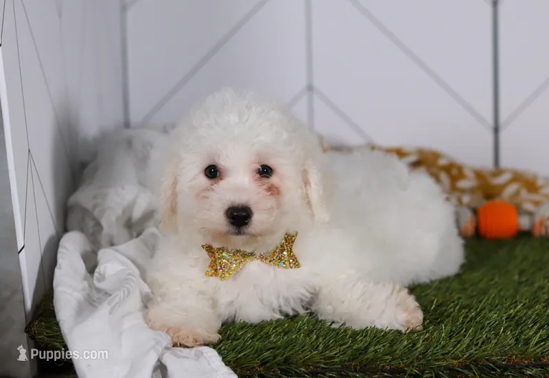 Charlie  – Bichon Frise puppy for sale in Baltic, OH