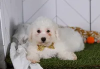 Charlie , a male Bichon Frise for sale in Baltic, OH – Photo 1 of 6